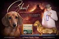 Import AKC , a female Miniature Dachshund for sale in Oneonta, NY – Photo 8 of 10
