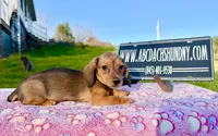 AKC IMPORT PRA Clear, a female Miniature Dachshund for sale in Oneonta, NY – Photo 3 of 9