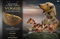 AKC IMPORT PRA Clear, a female Miniature Dachshund for sale in Oneonta, NY – Photo 9 of 9