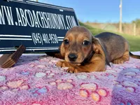 Import AKC , a female Miniature Dachshund for sale in Oneonta, NY – Photo 5 of 10