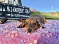 Import AKC , a female Miniature Dachshund for sale in Oneonta, NY – Photo 6 of 10