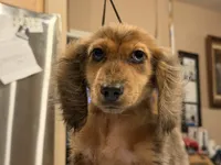 2 blue eyes russian, a male Miniature Dachshund for sale in Oneonta, NY – 3 of 10