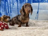 CH Sired russian, a male Miniature Dachshund for sale in Oneonta, NY – Photo 4 of 10