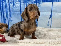 CH Sired russian, a male Miniature Dachshund for sale in Oneonta, NY – Photo 7 of 10