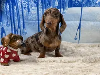CH Sired russian, a male Miniature Dachshund for sale in Oneonta, NY – Photo 5 of 10