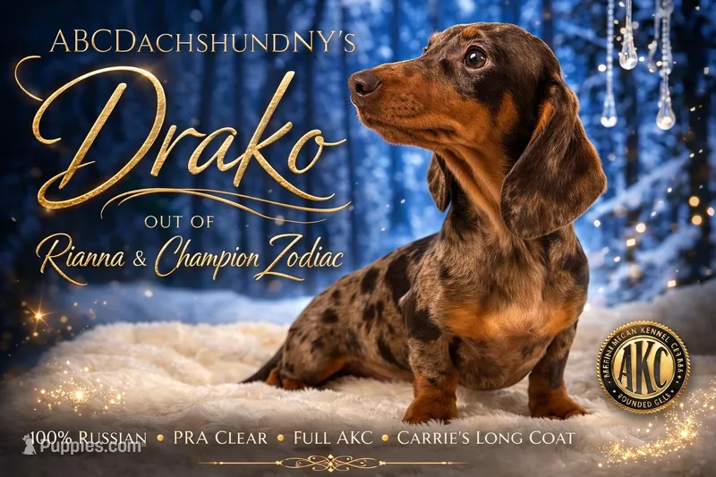 CH Sired russian – Miniature Dachshund puppy for sale in Oneonta, NY