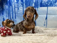 CH Sired russian, a male Miniature Dachshund for sale in Oneonta, NY – Photo 6 of 10