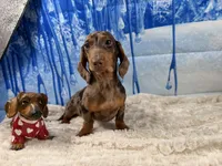 CH Sired russian, a male Miniature Dachshund for sale in Oneonta, NY – Photo 9 of 10