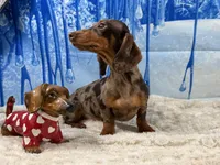 CH Sired russian, a male Miniature Dachshund for sale in Oneonta, NY – Photo 8 of 10
