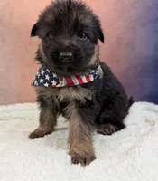 FULL AKC CH SIred Import LH, a male German Shepherd Dog for sale in Oneonta, NY – Photo 6 of 10