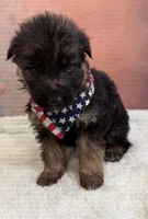 FULL AKC CH SIred Import LH, a male German Shepherd Dog for sale in Oneonta, NY – Photo 2 of 10