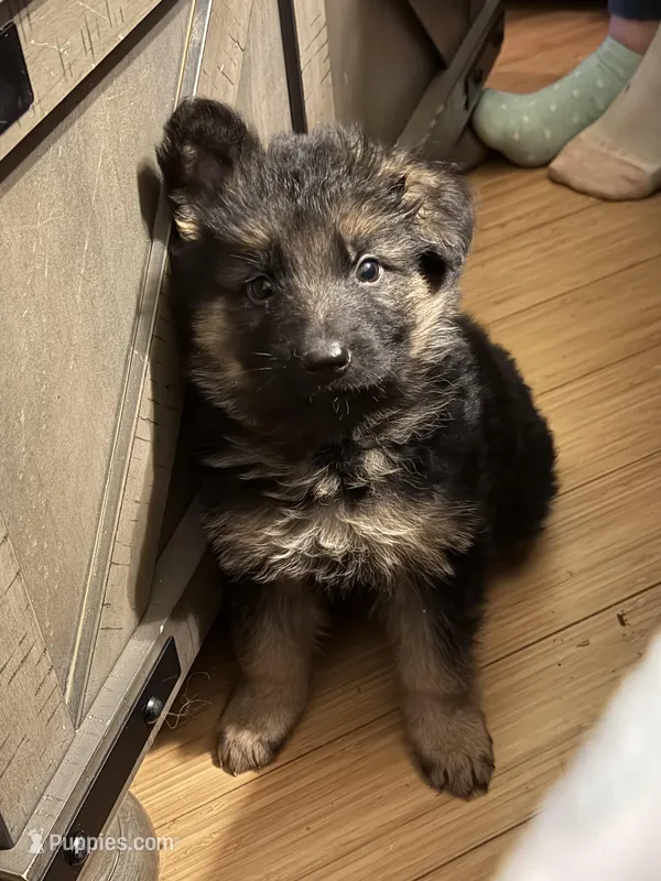 FULL AKC CH SIred Import LH – German Shepherd Dog puppy for sale in Oneonta, NY