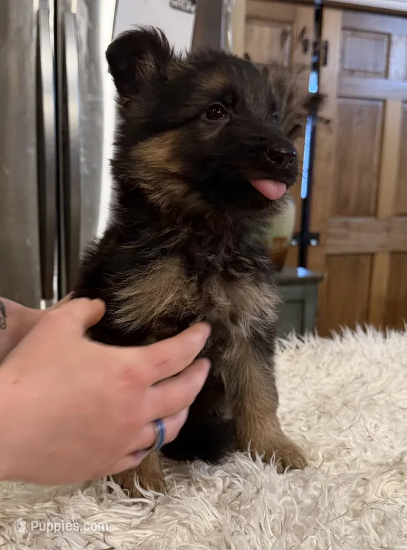 FULL AKC CH SIred Import LH – German Shepherd Dog puppy for sale in Oneonta, NY