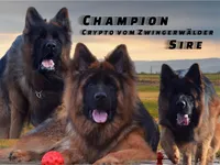 FULL AKC CH SIred Import LH, a male German Shepherd Dog for sale in Oneonta, NY – Photo 8 of 10