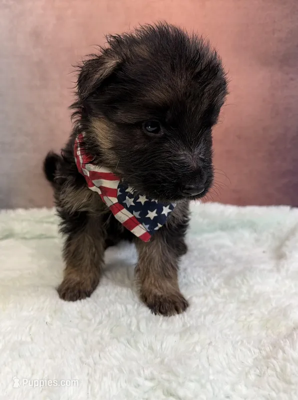 FULL AKC CH SIred Import LH – German Shepherd Dog puppy for sale in Oneonta, NY