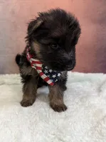 FULL AKC CH SIred Import LH, a male German Shepherd Dog for sale in Oneonta, NY – Photo 1 of 10