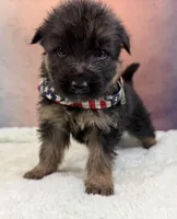 FULL AKC CH SIred Import LH, a male German Shepherd Dog for sale in Oneonta, NY – Photo 5 of 10