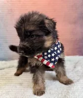 FULL AKC CH SIred Import LH, a male German Shepherd Dog for sale in Oneonta, NY – Photo 4 of 10