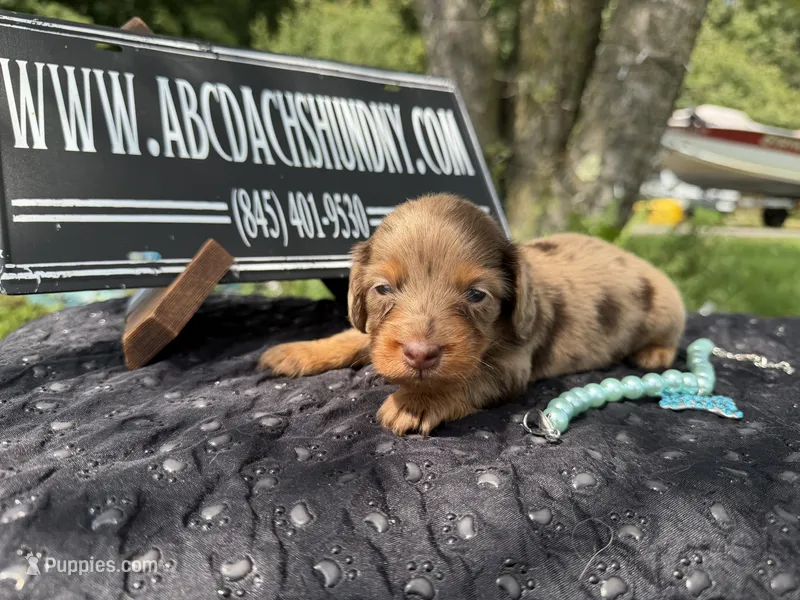 Champion bred Russian dapple lh – Miniature Dachshund puppy for sale in Oneonta, NY