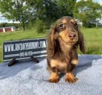 Russian akc, a male Miniature Dachshund for sale in Oneonta, NY – 3 of 8