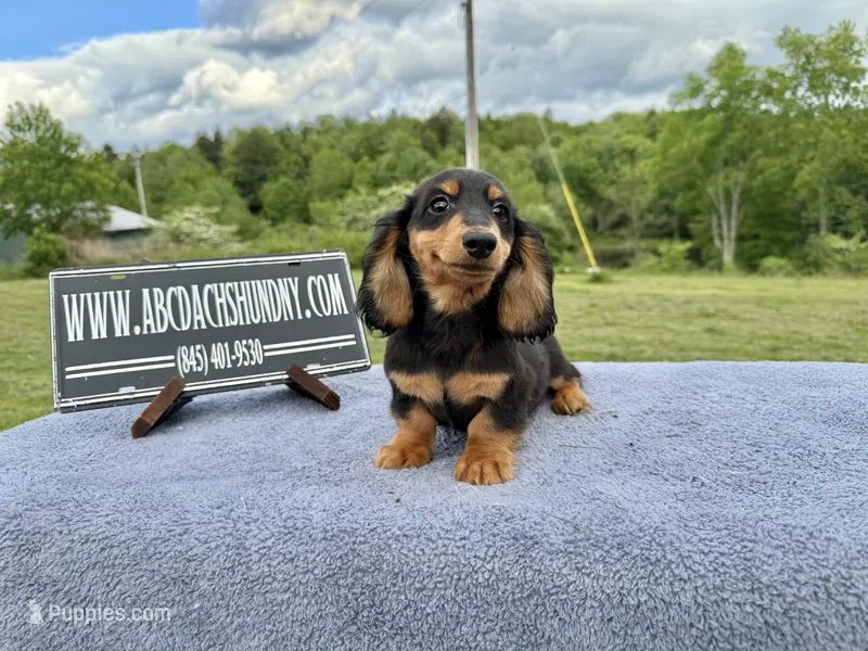 Russian Carrie’s cream sale – Miniature Dachshund puppy for sale in Oneonta, NY
