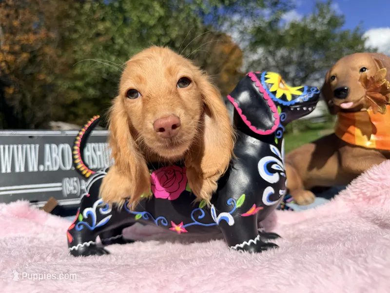 Russian AKC Carrie’s cream – Miniature Dachshund puppy for sale in Oneonta, NY
