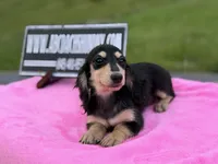 Russian sale, a female Miniature Dachshund for sale in Oneonta, NY – 6 of 10