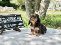 Russian AKC , a female Miniature Dachshund for sale in Oneonta, NY – 7 of 10
