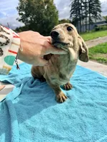 Cream Brindle full AKC, a female Miniature Dachshund for sale in Oneonta, NY – 10 of 10