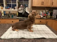 Choc & Cream AKC pra Clear, a female Miniature Dachshund for sale in Oneonta, NY – 5 of 8