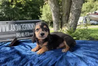 Russian, a male Miniature Dachshund for sale in Oneonta, NY – 2 of 5