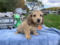 Uk choc creamDappleSire, a male Miniature Dachshund for sale in Oneonta, NY – 6 of 10