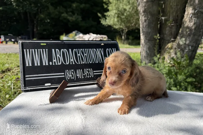 Russian – Miniature Dachshund puppy for sale in Oneonta, NY