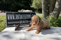 Russian, a female Miniature Dachshund for sale in Oneonta, NY – 1 of 9