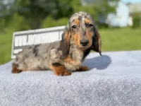 AKC show boy- russian sale, a male Miniature Dachshund for sale in Oneonta, NY – 8 of 10