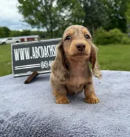 Ch Russian line, a male Miniature Dachshund for sale in Oneonta, NY – 7 of 10