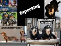 Ch import akc, a female Miniature Dachshund for sale in Oneonta, NY – 2 of 9