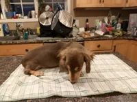 Choc & Cream AKC pra Clear, a female Miniature Dachshund for sale in Oneonta, NY – 6 of 8