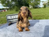 AKC Russian , a male Miniature Dachshund for sale in Oneonta, NY – 1 of 10