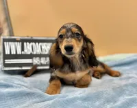 AKC Russian GCH MOM, a male Dachshund for sale in Oneonta, NY – 7 of 10