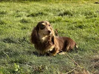 Churro, a female Miniature Dachshund for sale in Oneonta, NY – Photo 6 of 7