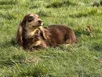 Churro, a female Miniature Dachshund for sale in Oneonta, NY – Photo 2 of 7