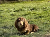 Churro, a female Miniature Dachshund for sale in Oneonta, NY – Photo 3 of 7