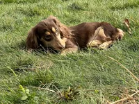 Churro, a female Miniature Dachshund for sale in Oneonta, NY – Photo 4 of 7