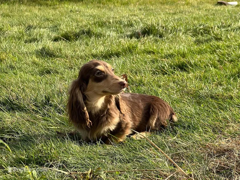 Churro – Miniature Dachshund puppy for sale in Oneonta, NY