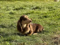 Churro, a female Miniature Dachshund for sale in Oneonta, NY – Photo 1 of 7