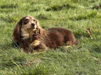 Churro, a female Miniature Dachshund for sale in Oneonta, NY – Photo 5 of 7