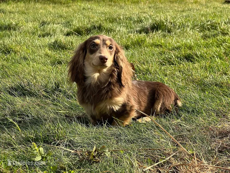 Churro – Miniature Dachshund puppy for sale in Oneonta, NY