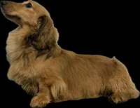 Shaded cream, a male Dachshund for sale in Oneonta, NY – Photo 3 of 3