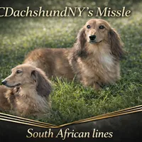 Shaded cream, a male Dachshund for sale in Oneonta, NY – Photo 2 of 3